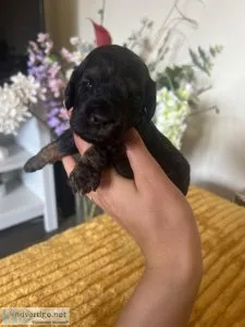 Stunning F1b cockapoo puppies for sale