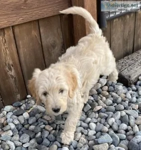 Goldendoodle puppies
