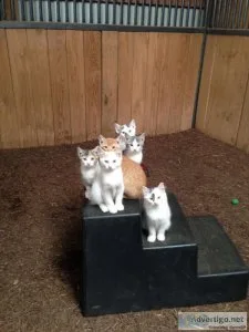 Manx kittens