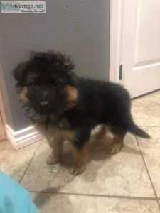 1 Stunning German Shepherd boy pup left.