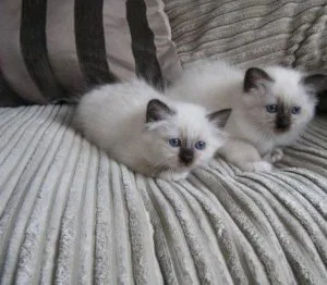 Registered Blue-Point Birmans Kittens