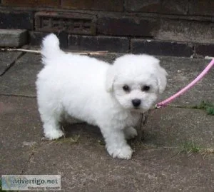 Registered Bichon Frise Puppies