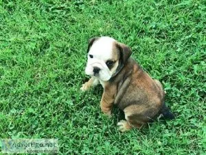 English bulldog puppies