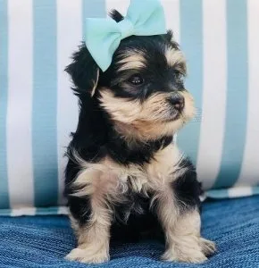 Yorkie puppies