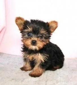 friendly yorkie