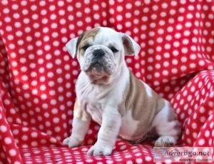 Beautiful english bulldog puppies.