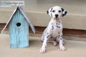 Maggie Female AKC Dalmatian
