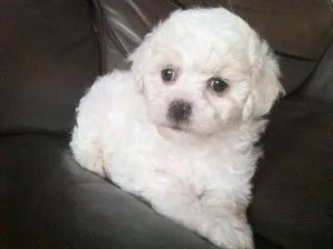 Beautiful Bichonpoo&rsquos