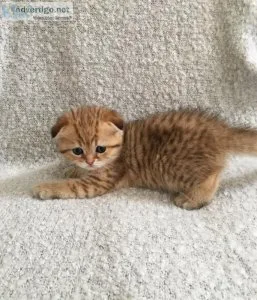 scottish kittens available