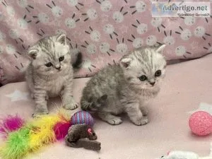 Registered silver British short hair kittens