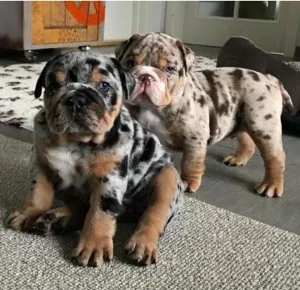 English Bulldog M Blue Merle genetic health tested CLEAR