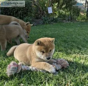 Shiba Inu Puppies