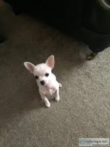 10 week old beautiful white chihuahua puppies