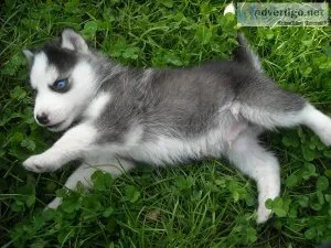 AKC Siberian Husky Female Puppies