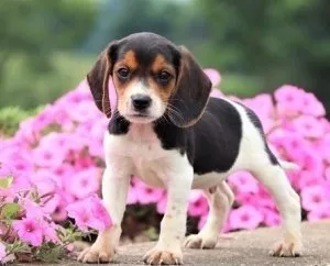 Beautiful beagle puppies