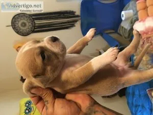 Blue bully Pittbull puppies