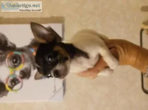 Chihuahua puppies