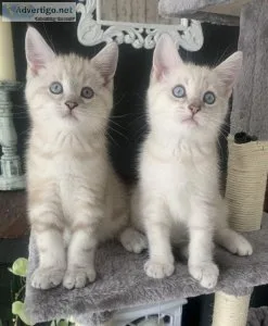 BSH x Maine Coon beautiful boys &bull&bullready now &bull&bull