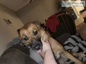 Free dog named althea