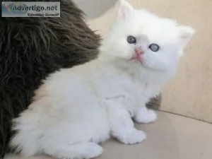 CFA Persian Kitten Available Female