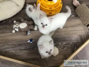 ragdoll kittens ready for their new home