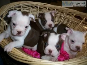Boston Terrier puppies