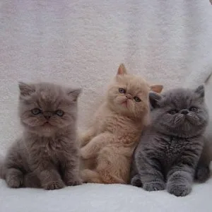 stunning persian kittens for sale