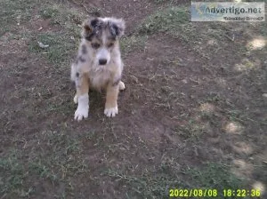 Stockdog puppies