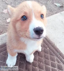 Nice pembroke corgi pups