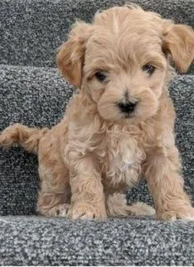 Cute Maltipoo puppies