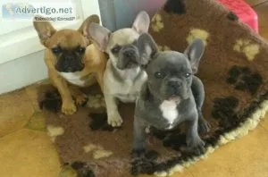 French Bulldog puppies for rehoming