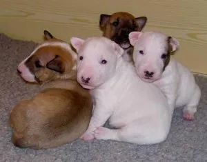 Bull Terrier puppies