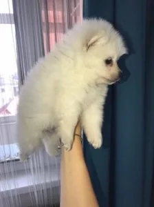 Pure White Pomeranian Puppies.
