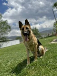&quotKODA&quot AKC registered German Shepherd Male