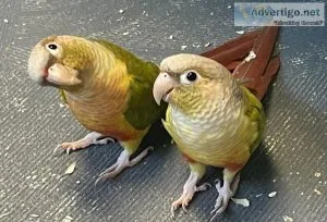 Green cheek conures
