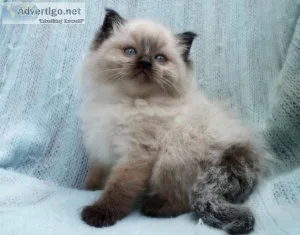 Adorable fluffy playful Ragdoll kittens
