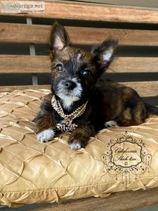 Miniature Shih TzuSilky female puppy - Natasha