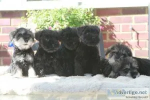 miniature Schnauzer puppies