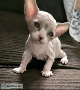 Sphynx kittens