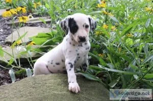 Daisy Female AKC Dalmatian
