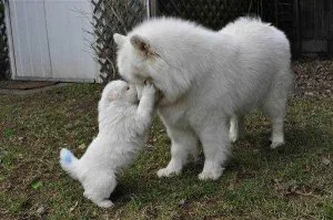 Samoyed puppies for sale