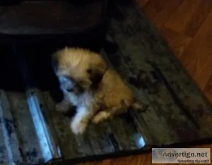 Shih tzu