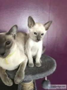 Seal point and blue point pure Siamese kittens
