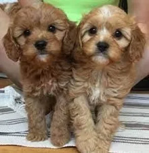 Cavapoo Pups Cavalier x Poodle Gorgeous Colours
