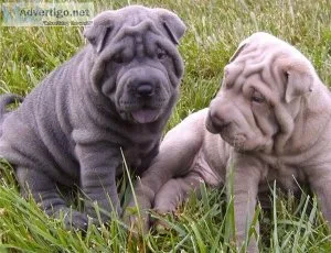 Shar-Pei puppies