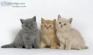 british shorthair kittens