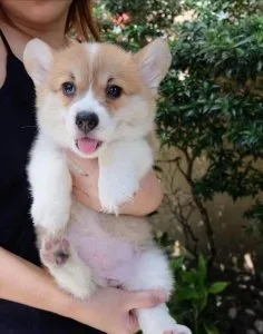Corgi puppies