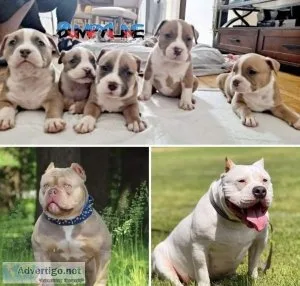 ABKC American Bully Puppies Avaliable