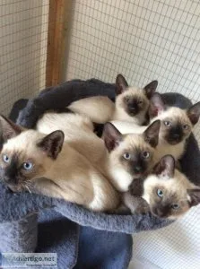 Old style Siamese kittens ready now