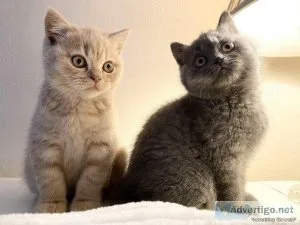Ready Now British Shorthair Kittens